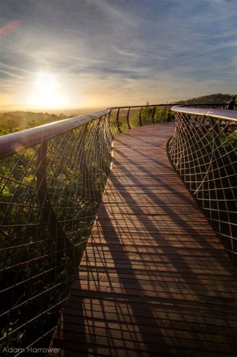 In Images South Africas Stunning Treetop Walkway Walkway Landscape