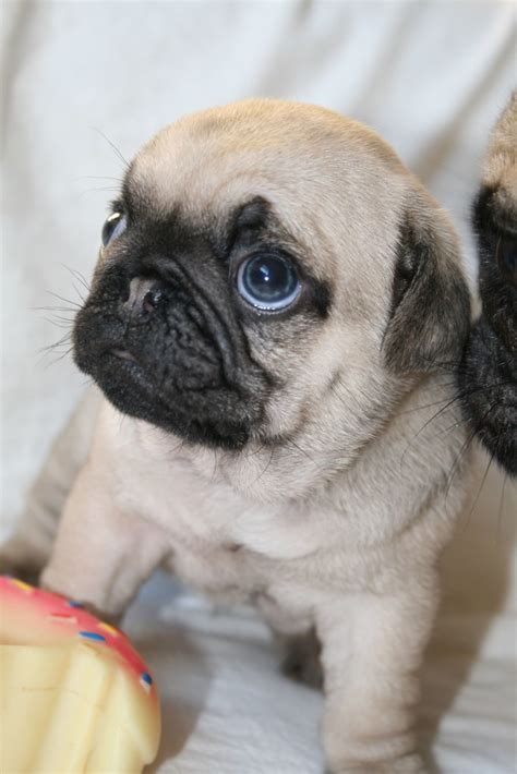 The Most Adorable Baby Pugs Sonderlives