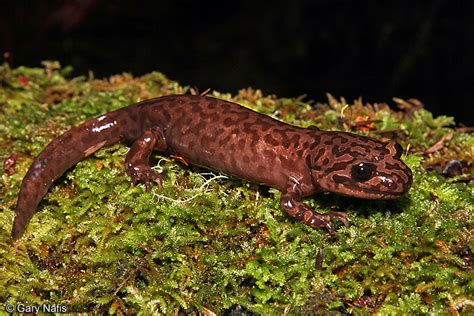 Salamander Behavior And Life History