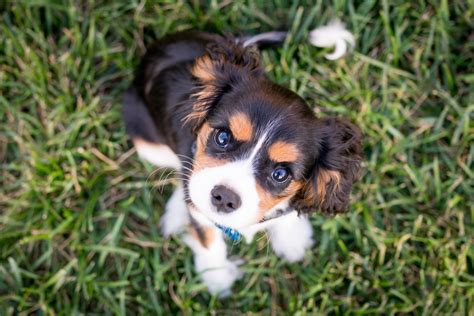 Founded by two dog lovers, the farmer's dog aims to provide healthy and natural dog food. How to Choose the Best Dog Food for your Puppy: The 5 ...