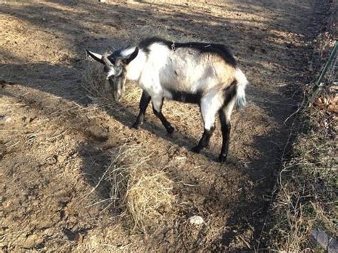 Alpine Billy Goat For Sale In Edgar Springs Missouri Classified