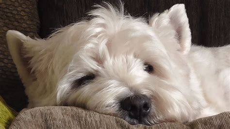 Romeo The Westie Is Ready For Bed How About You Bedtime Goodnight