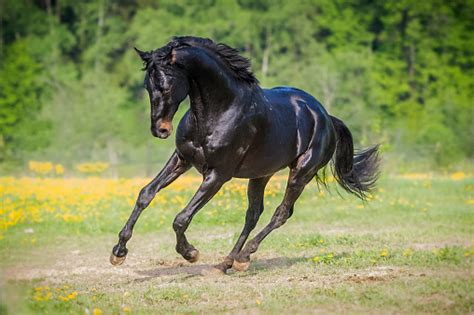 Black Horse Runs Gallop On The Meadow In Summer Stock Photo Download