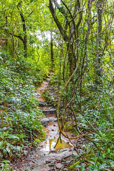 Sentier De Randonnée Dans La Forêt Naturelle De La Jungle Tropicale