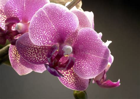 Violet Orchid Flower Stock Photo Image Of Bloom Magenta 34221930