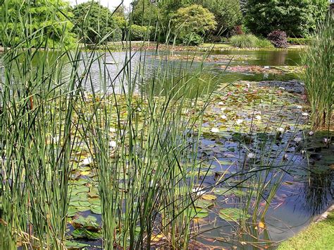 How Many Plants Do I Need For Planting My Pond Merebrook Pond Plants