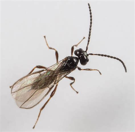 Little Black Wasp Dapsilarthra Bugguidenet