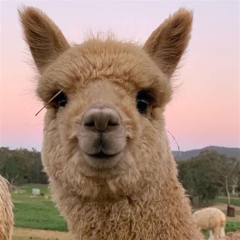 Double Tap If You Like Smiling Alpacas🦙😁