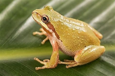 Northern Pacific Tree Chorus Frog Online Learning Center Aquarium