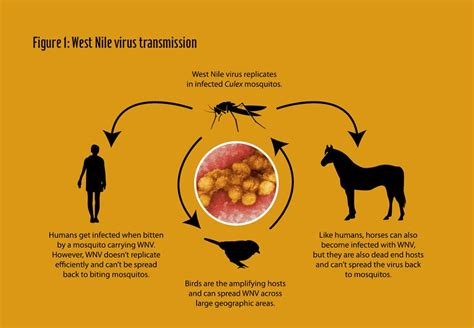 West Nile Virus—will It Strike The States Hard Again Answers In Genesis