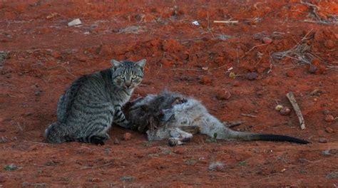Australian Feral Cat With A Kangaroo Joey It Killed Rhardcorenature