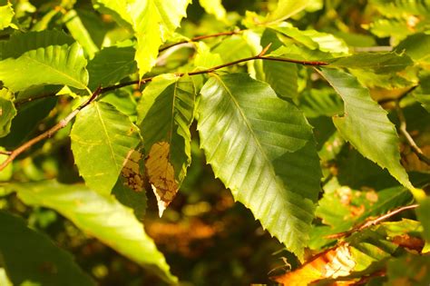 Remains Of The Day Wild Wednesday ~ Toothy Leaves