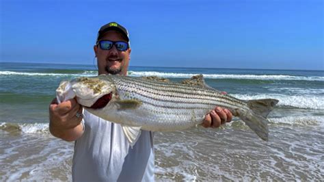 Weekly Fishing Report For The Outer Banks Carolina Sportsman