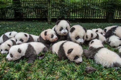 Pin By Rotty Lover On Photo Inspiration Panda Bear Cute Animal