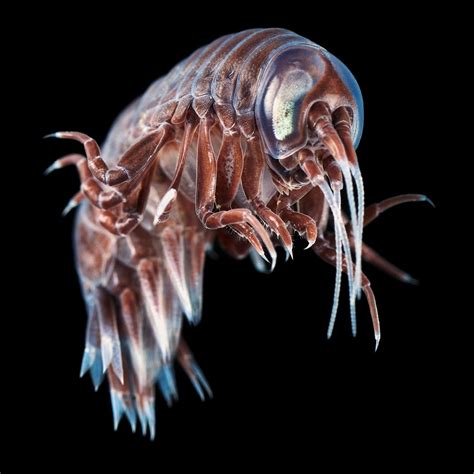 Parasite Deep Sea Creatures Weird Sea Creatures Sea Creatures