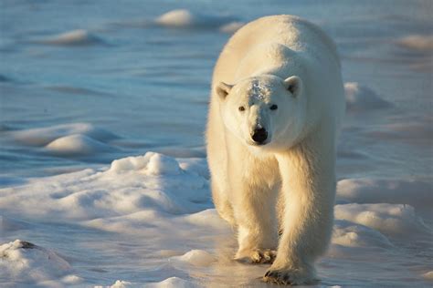 Polar Bear Ursus Maritimus Photograph By Richard And Susan Day Fine