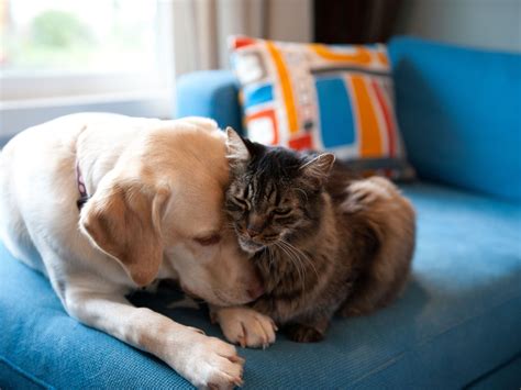 How To Introduce A Dog Into A Cat Home Cat Lovster