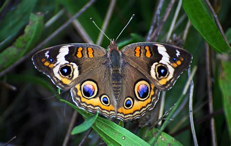 Common Buckeye Butterfly Photograph By Cheryl Cencich