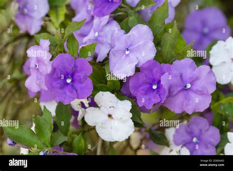 Five Petal Flowers Hi Res Stock Photography And Images Alamy