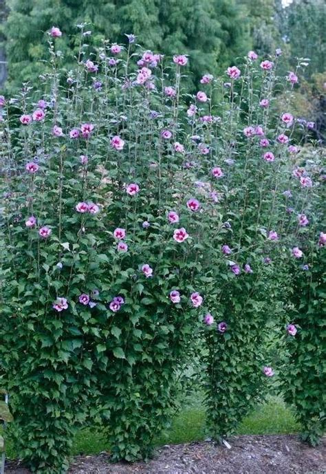 15 Tall And Narrow Screening Shrubs For Year Round Privacy In Small