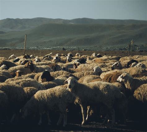 Sheep Herd Stock Photo Image Of Grazing Lamb Herd 139714014