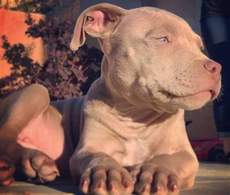 All About Blue Fawn Pitbull Price