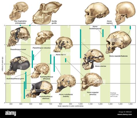 Australopithecus Garhi Cranial Capacity