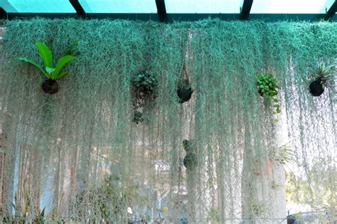 Kentang memiliki berbagai jenis dengan karakteristik yang berbeda, yuk pelajari. Rajin Belai Dan Jaga Pokok Rahsia Laman Surirumah Ini ...