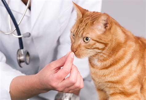 Lymphoma In Cats Learn About Symptoms Causes Stages And Treatments