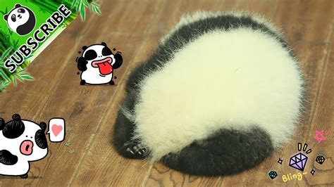 【pandatop3】funny Moments Of The Panda Cubs Ipanda Youtube