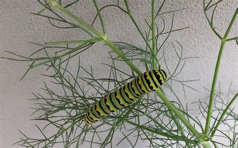 Caterpillar Quiz How To Tell The Difference Between Monarchs And