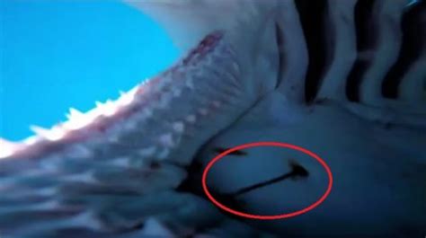 Watch Inside View Of A Bull Sharks Mouth After It Steals Camera
