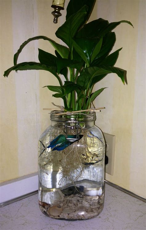Betta Fish With A Peace Lily In A Simple Jar Aquaponics System Indoor