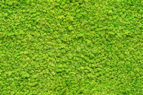 Seamless Close Up Green Moss Texture Stock Photo Image Of Detail