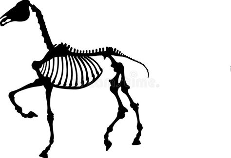 Esqueleto 3 Do Cavalo Ilustração Stock Ilustração De Osso 1024801