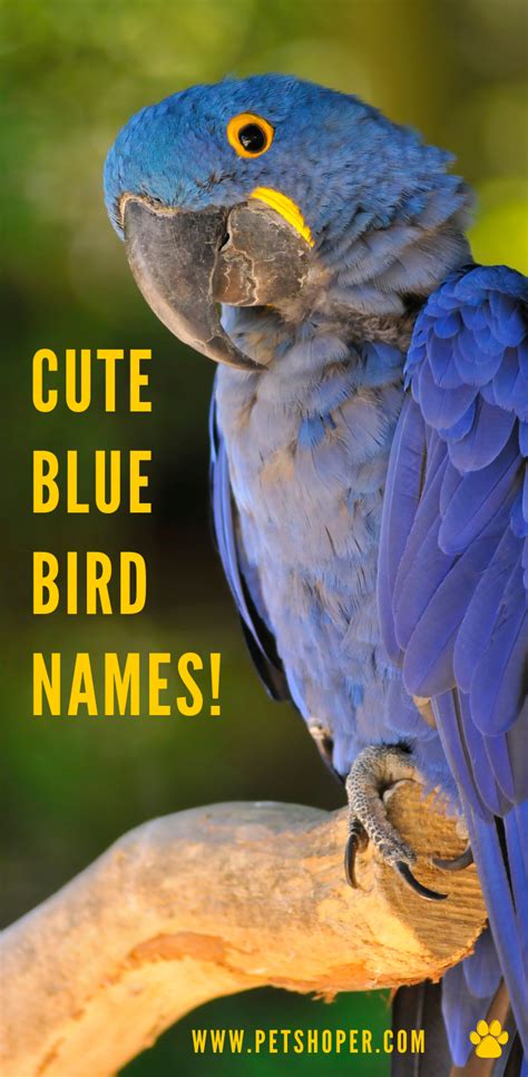Great List Of 96 Cute Blue Bird Names Cutebluebirdnames