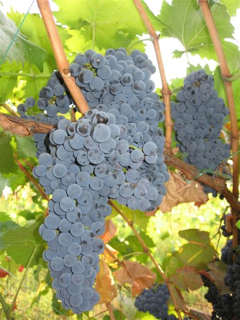 Каберне Кароль | Блог Игоря Заики о виноградарстве и ...