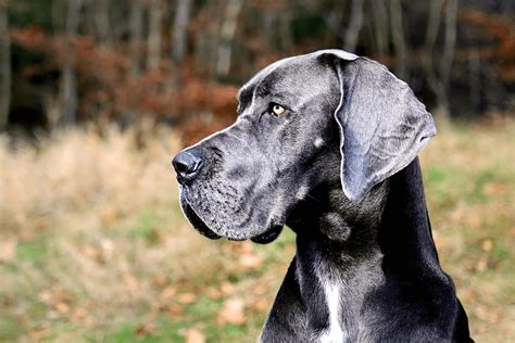 Is Great Dane Good For Guard Dog