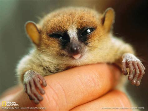 A New Species Of Mouse Lemur—one Of The Worlds Smallest Primates—is