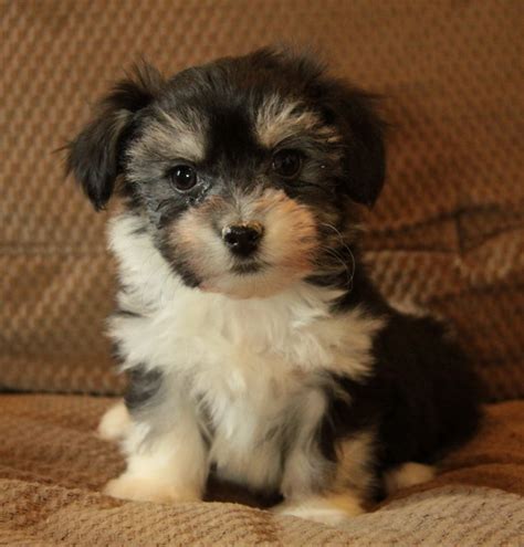Click here to check puppy availability near cleveland. Waiting List | Curious Puppies