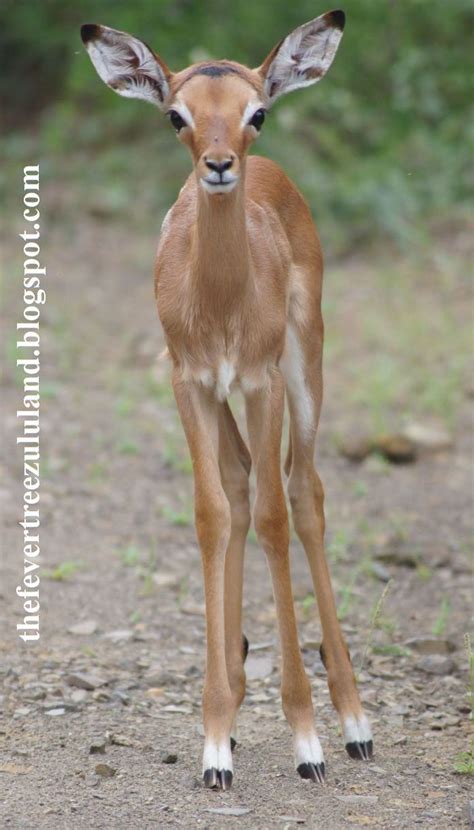 Impala Fawn On Impossibly Long Legs Long Legs Fawn Impala