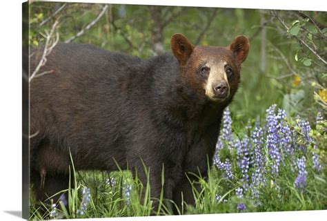 Black Bear Ursus Americanus Portrait North America Wall Art Canvas