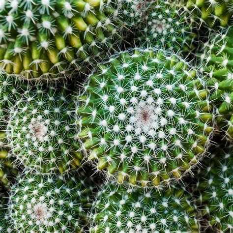 15 Interesting Cactus Facts For Cacti Lovers Unusualseeds