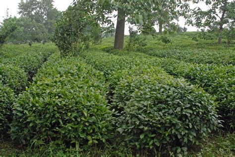 Camellia Sinensis Assam Tea Tea Camellia Tea Plant Tea Tree