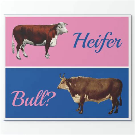 Fun Heifer Or Bull Gender Reveal With Cattle Wrapping Paper Zazzle