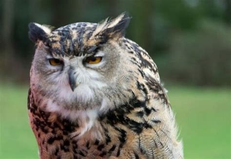 Top 150 Funny Owl Names List Of Adorable And Funny Choices