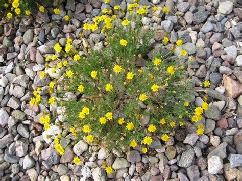 Gv Gardeners Dazzling Yellow Wildflowers In The Desert