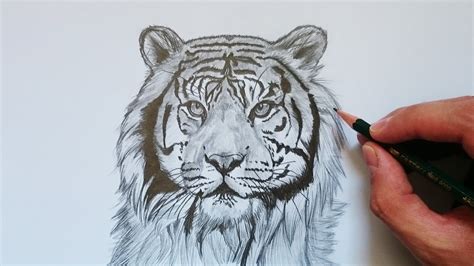Descubrir Imagen Dibujos De Tigres Realistas Viaterra Mx