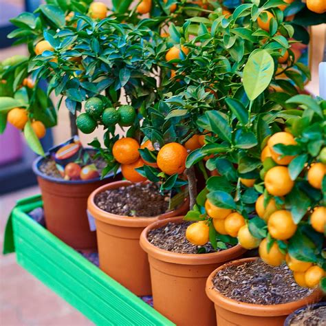 Easypeel Clementine Trees For Sale