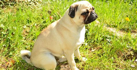 Pug Breed Guide Lifespan Size Weight And Characteristics